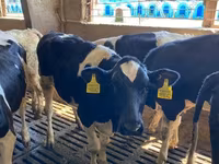 Byk, Russian Black pied cattle — zdjęcie 5