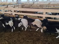 Ram, Baerchuke sheep — photo 4