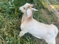 Kozioł, Kozy — zdjęcie 5