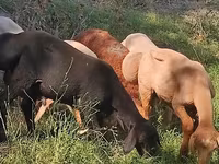 Baran, Kazakh fat-tailed coarsewool sheep — zdjęcie 3