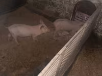 母猪, Дюрок — 照片 4