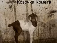 Billy Goat, Kamori goats — photo 3