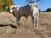 Byk, Charolais cattle — zdjęcie 8