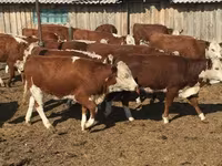 Byk, Kazachska białogłowa krowa — zdjęcie 3