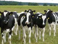 Kuh, Holstein-Rasse — Foto 8