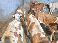 Bull, Cattle — photo 4