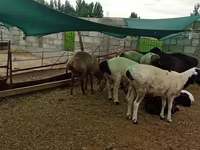 Ram, Hissar sheep — photo 2