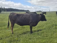Krowa, Wagyu — zdjęcie 2
