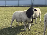 Owca, Dorper sheep — zdjęcie 2