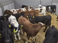 Bull, Cattle — photo 5