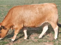 Krowa, Aubrac cattle — zdjęcie 4