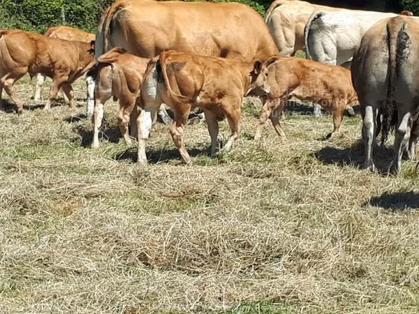 Krowa, Kasta krowa