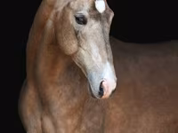 Hengst, Akhal-Teke — Foto 1