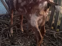 Kozioł, Nubian Goat — zdjęcie 5