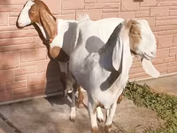 Koza, Nubian Goat — zdjęcie 2