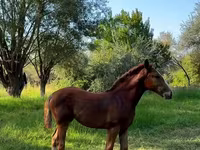 Kobyła, Skyros Pony — zdjęcie 3