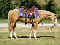 Caballo, Palomino — foto 5