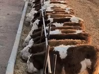 母牛, Cattle — 照片 1