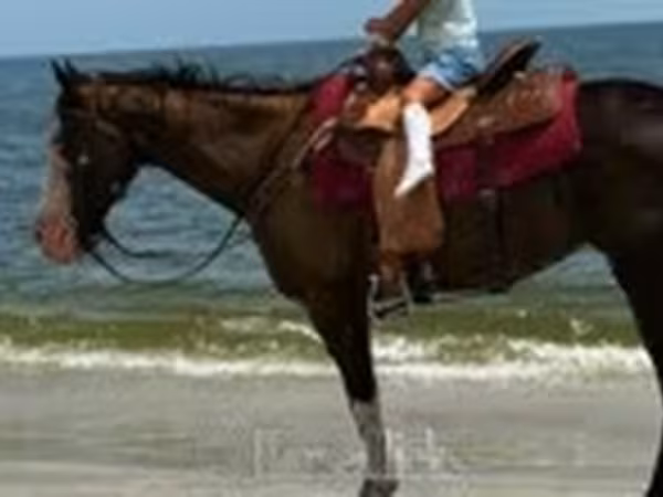 Kobyła, American paint horse