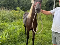 Kobyła, Rocky Mountain Horse — zdjęcie 4
