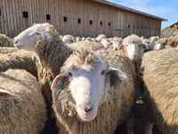 Owca, Kuibyshev sheep — zdjęcie 4