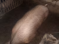 母猪, Дюрок — 照片 5