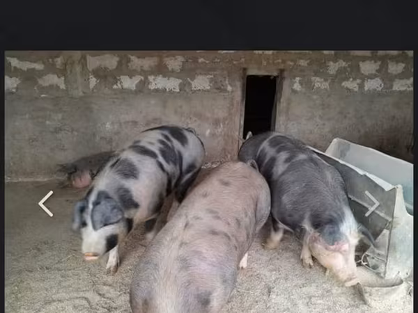 Eber, Schweine