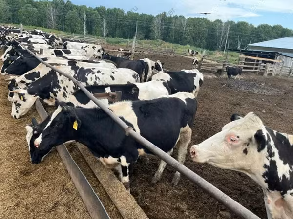 Byk, Russian Black pied cattle