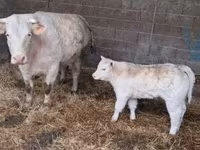 Toro, Charolais cattle — foto 5