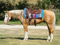 Caballo, Palomino — foto 6