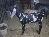 Billy Goat, Beetal goats — photo 1