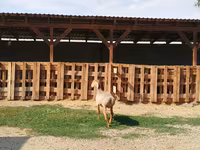 Baran, Edilbay sheep — zdjęcie 4