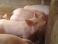 Eber, Schweine — Foto 3