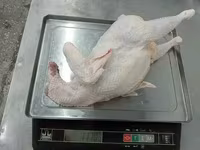 Chickens — zdjęcie 4