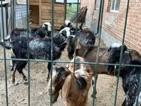 Billy Goat, Saanen goat — photo 7