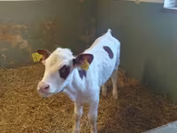 Vaca, Simmental cattle — foto 1