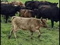 Byk, Krowa gallowajska — zdjęcie 2