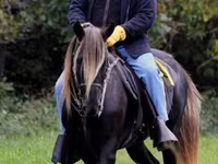 Kobyła, Rocky Mountain Horse — zdjęcie 2