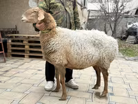 Sheep, Awassi sheep — photo 3