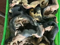 Губонос говяжий опаленный — फ़ोटो 2