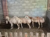 Schaf, Afghan Arabi sheep — Foto 1