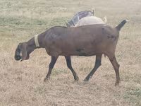 Ziege, Nubian Goat — Foto 3