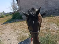 Kobyła, Skyros Pony — zdjęcie 2