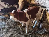 Krowa, Bydło — zdjęcie 4