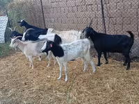 Billy Goat, Saanen goat — photo 2