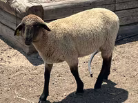 Widder, Hampshire sheep — Foto 5