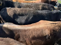 母牛, Cattle — 照片 2
