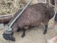 Owca, Saryarka sheep — zdjęcie 2