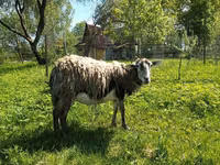 Ziege, Kejobong goat — Foto 1