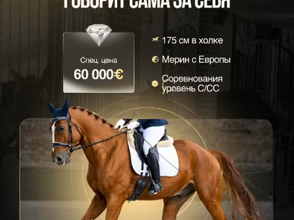 Koń, Friesian sport horse